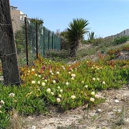 Fleurs naturelles 